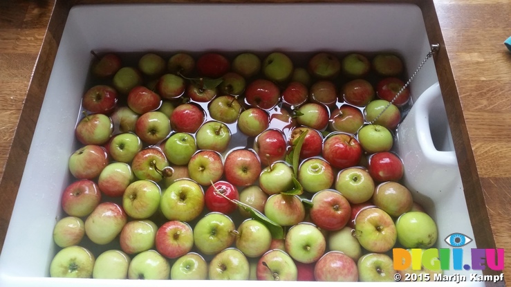 20150825_181659 Apples from broken tree